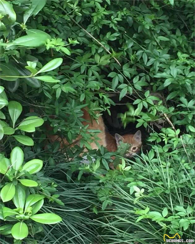 流浪猫二代“猫哥哥”走了，流浪猫五代在草丛里长出来