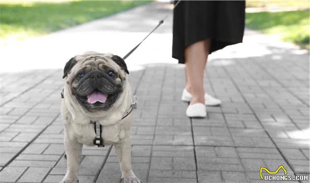 “忧郁王子”巴哥犬为何越来越多人喜欢？这几点也许是原因！