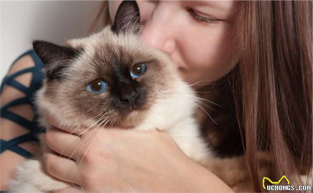 金吉拉猫、褴褛猫、伯曼猫等多种漂亮的长毛猫，它们都有什么特点