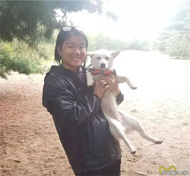 在本土不受待见的中华田园犬出国后竟然“大翻身”