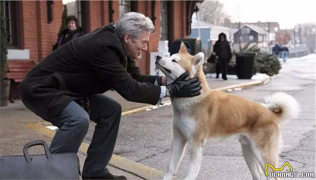 秋田犬和柴犬分不清楚？其实可以这样区分