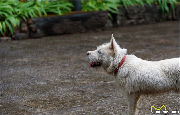 下司犬，你可能不知道的中国猎犬