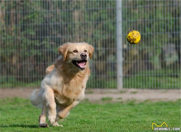 世界上十大美丽的狗品种，中国犬种上榜