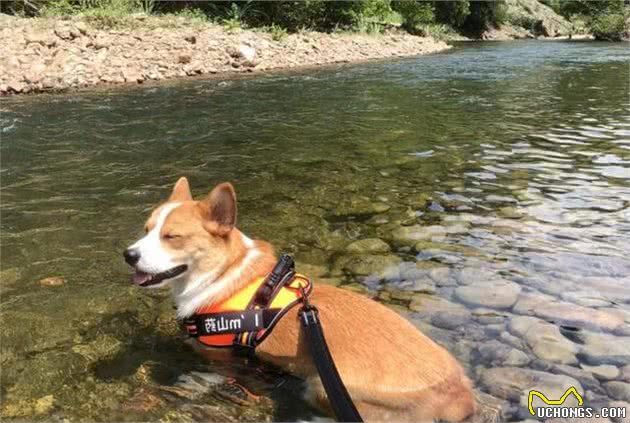 要想猫狗健康，只需做到这3点—论猫狗锻炼的重要性