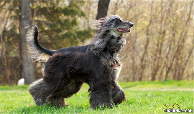 世界智商最低的阿富汗猎犬，是唯一一种可以进入五星级酒店的犬种