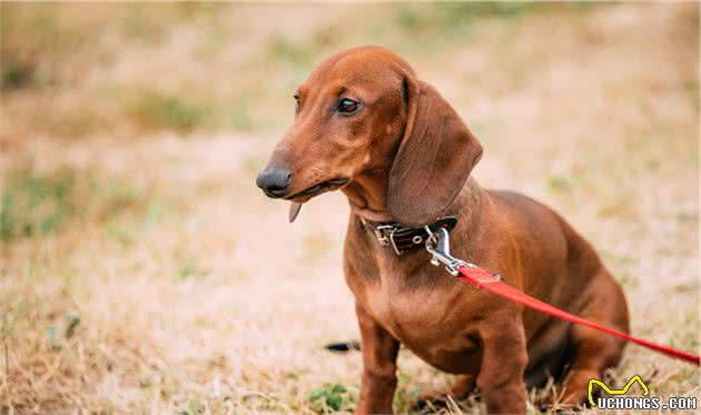 这6种疾病是腊肠犬的健康杀手，躲过它们，狗狗会更加长寿