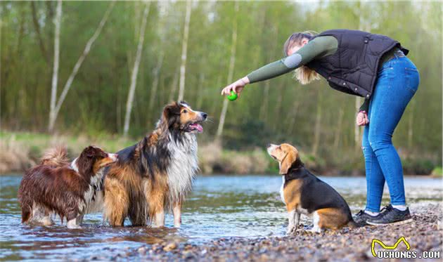 “智商代表”边牧犬的5个冷知识，很多人都不了解