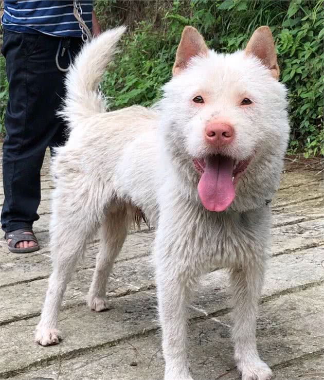 教你挑选猎性好的下司犬狗狗（其他犬类通用）