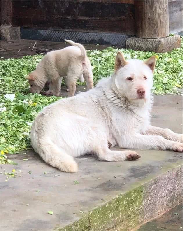 教你挑选猎性好的下司犬狗狗（其他犬类通用）