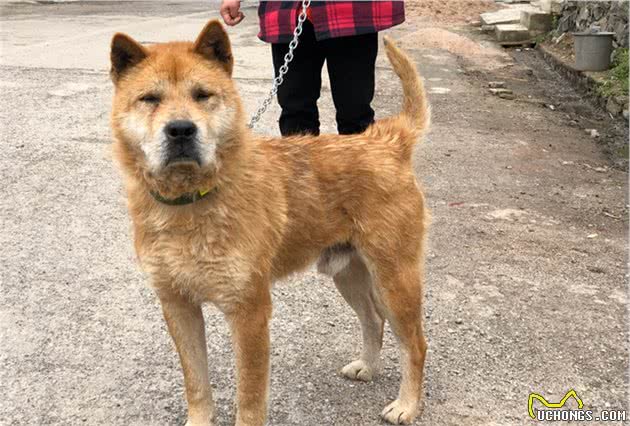 教你挑选猎性好的下司犬狗狗（其他犬类通用）