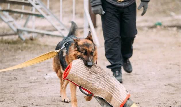 养狗，我劝你养“德国牧羊犬”