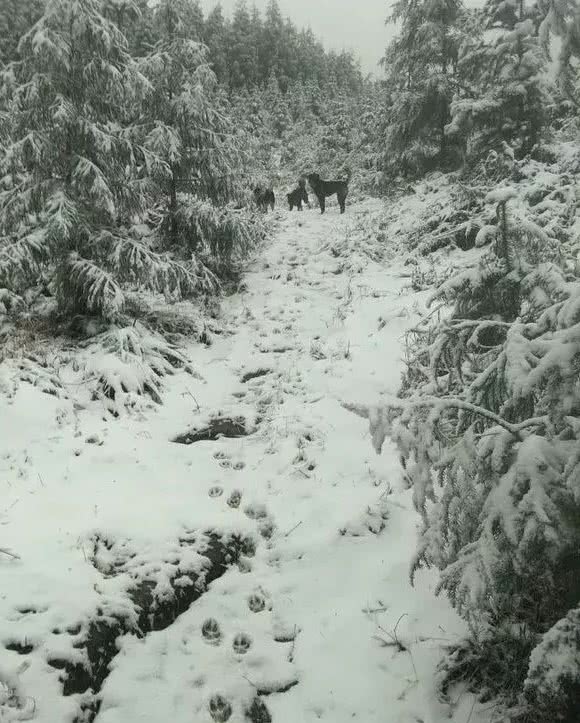 山间魅影，本土丛林悍将，堪称丛林特战的青川犬