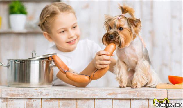 世界犬种智商排行榜第八位的蝴蝶犬