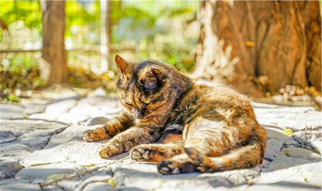 谁说土猫土，这些国内常见的土猫，你告诉我究竟哪里土