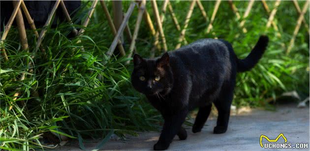 谁说土猫土，这些国内常见的土猫，你告诉我究竟哪里土