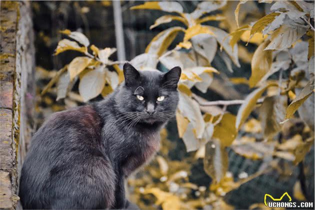 谁说土猫土，这些国内常见的土猫，你告诉我究竟哪里土