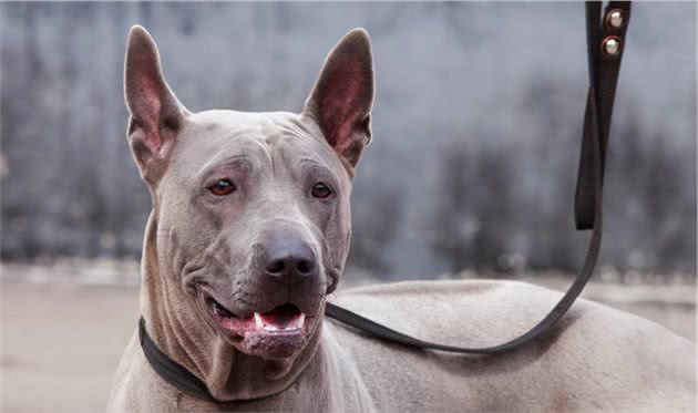 走进古老而神秘的犬种—泰皇脊背犬