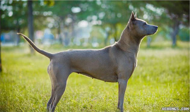 走进古老而神秘的犬种—泰皇脊背犬