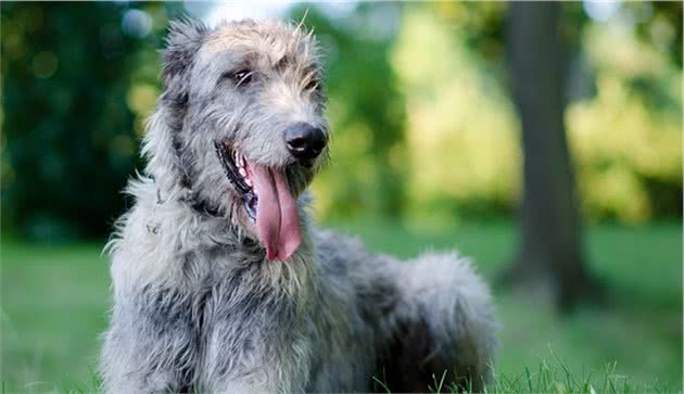 世界上名贵犬种清单（三）