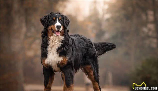 世界上名贵犬种清单（三）