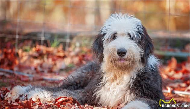 世界上名贵犬种清单（三）