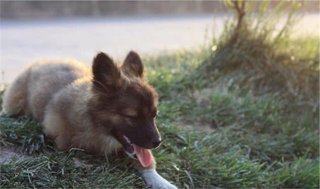 为什么幼犬得吃幼犬粮呢？幼犬粮和成犬粮的区别是什么？