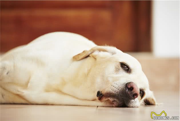 7种易患癌症的犬种，即使狗狗的平均寿命长，也会患上癌症