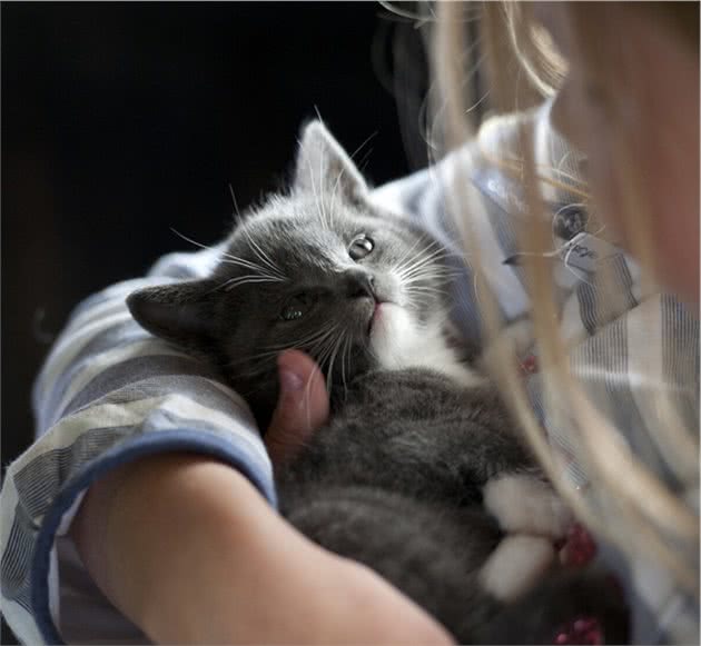 看到猫妈妈叼小猫，主人也去提猫咪后脖子，怎么才是正确抱猫姿势