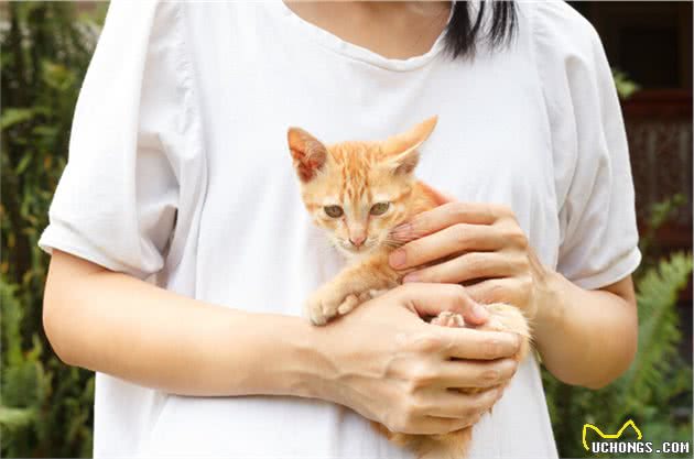 看到猫妈妈叼小猫，主人也去提猫咪后脖子，怎么才是正确抱猫姿势