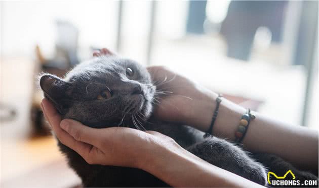 看到猫妈妈叼小猫，主人也去提猫咪后脖子，怎么才是正确抱猫姿势