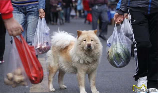 狗狗走丢后会躲在哪里？很可能在这几个地方