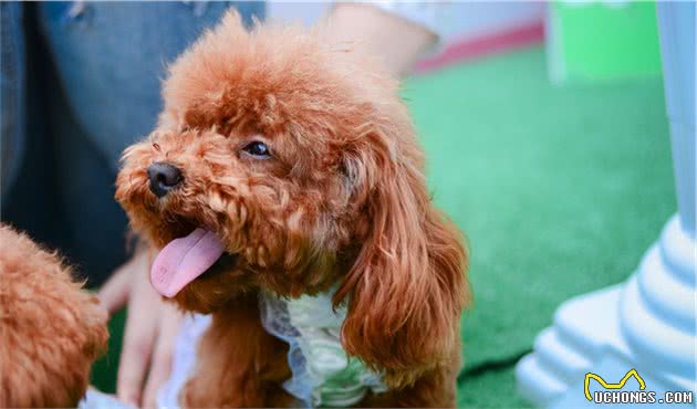 泰迪犬不吃狗粮，这五种“辅食”拌狗粮里，让它胃口大增