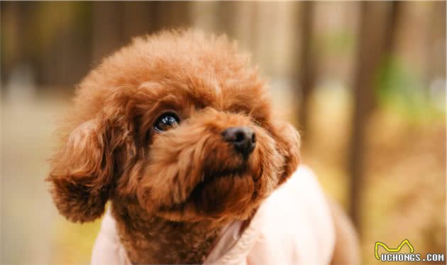 泰迪犬不吃狗粮，这五种“辅食”拌狗粮里，让它胃口大增