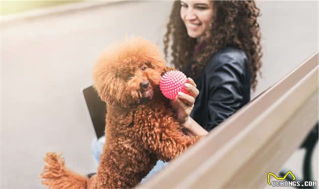 饲养贵宾犬时，不管你多节俭，这几样东西都要及时更换