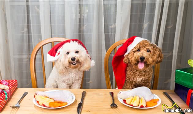 饲养贵宾犬时，不管你多节俭，这几样东西都要及时更换