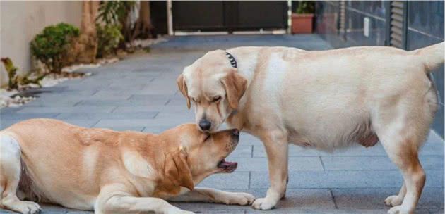 狗狗怀孕后要怎么喂食营养要怎么搭配这些你都会了吗？