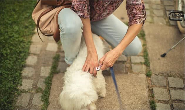 如果你家狗对你有这几种行为，说明它很信任你，跟你关系很亲密