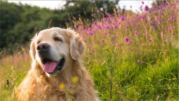 金毛和拉布拉多哪个更适合做家庭犬？其实我两个都想选