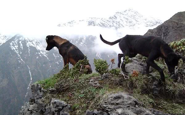 中国最稀有的四大猎犬，却要濒临灭绝了，你还不知道是哪些吗？