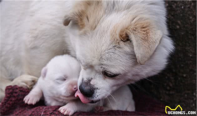 为什么现在很少人养京巴犬？理由这六点