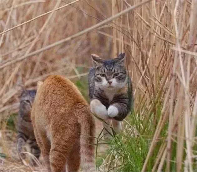 当狸花猫遇到橘猫，狭路相逢，赢的果然是橘座