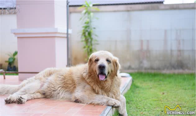 这5种状态下的狗狗，正在忍受炎热，家中需要降温了