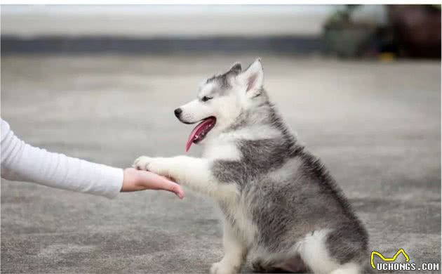 俄罗斯名犬，西伯利亚雪橇犬，又称恶霸犬