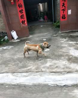 土狗吃饭太慢，结果只能自己驮着狗链子去店里，还得被拴着