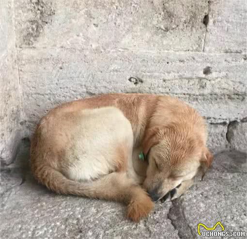 伊斯坦布尔街头，看气宇轩昂的流浪狗，憨态可掬的猫星人