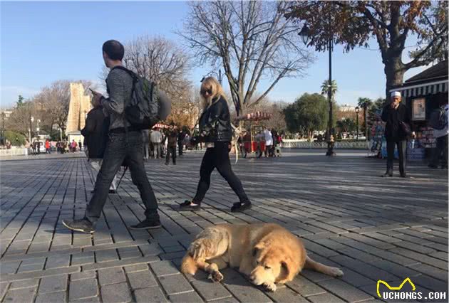 伊斯坦布尔街头，看气宇轩昂的流浪狗，憨态可掬的猫星人