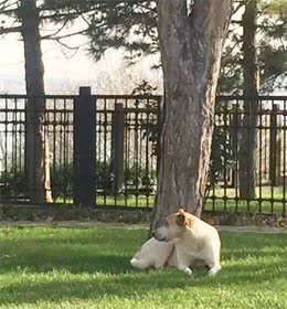 伊斯坦布尔街头，看气宇轩昂的流浪狗，憨态可掬的猫星人