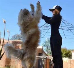 全球有名的巨型犬，外形让人感觉有些凶狠，运动能力超强