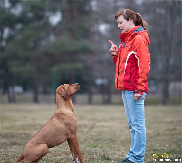 这8种珍稀的狗狗犬种，你看过吗？网友：涨见识了