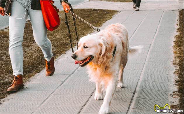 犬瘟热和犬流感如何区分？铲屎官切勿凭经验诊断，耽误狗狗治疗